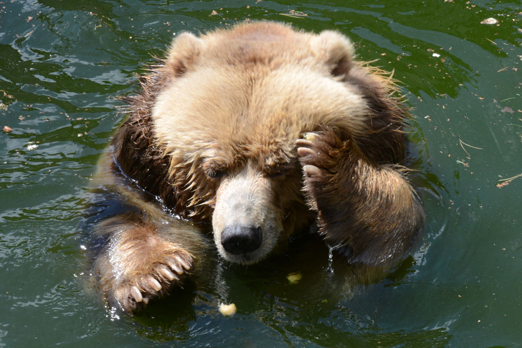 Rīgas Zooloģiskajā dārzā atklās rekonstruēto Lāču aploku