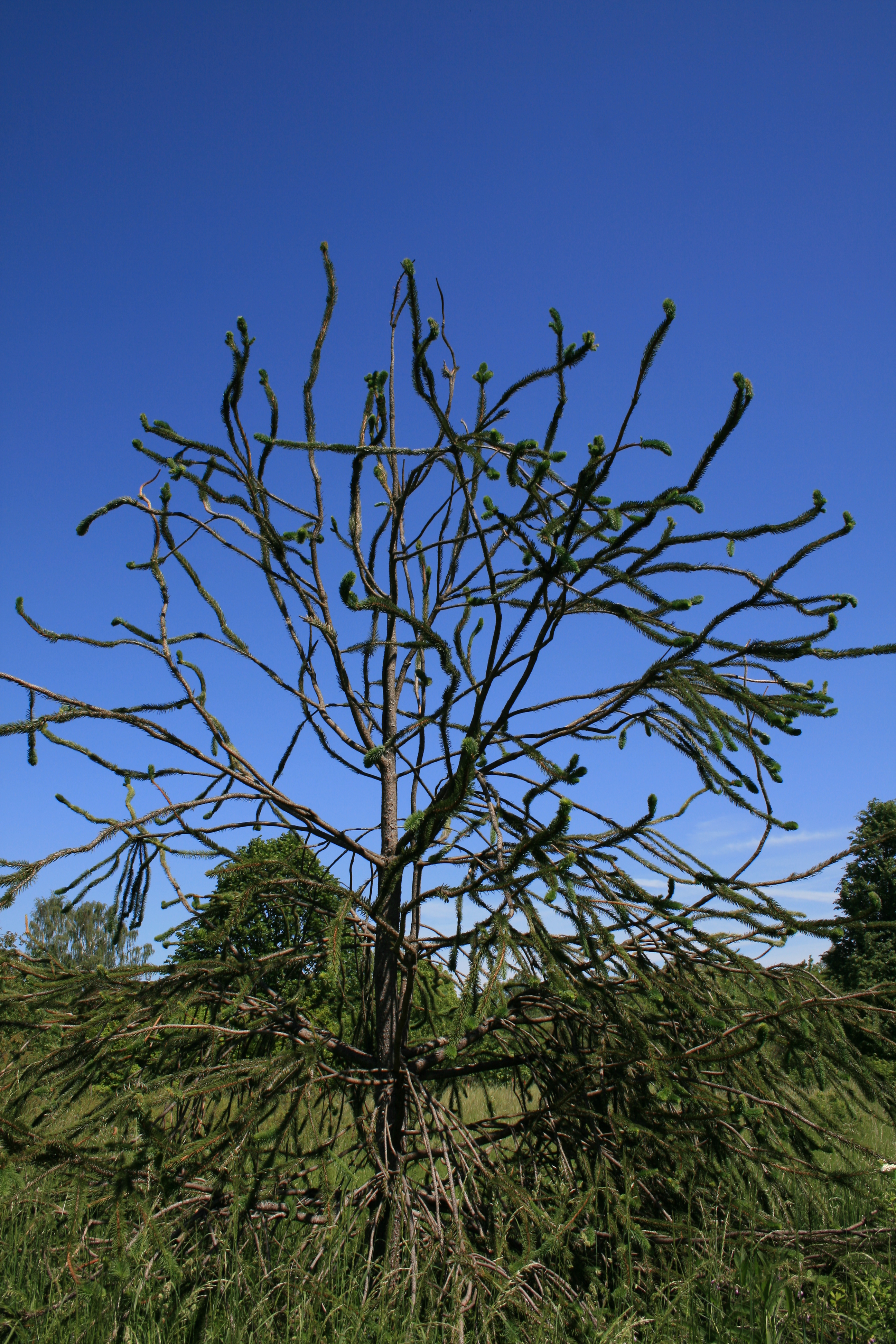 2013. gada koks – čūskegle