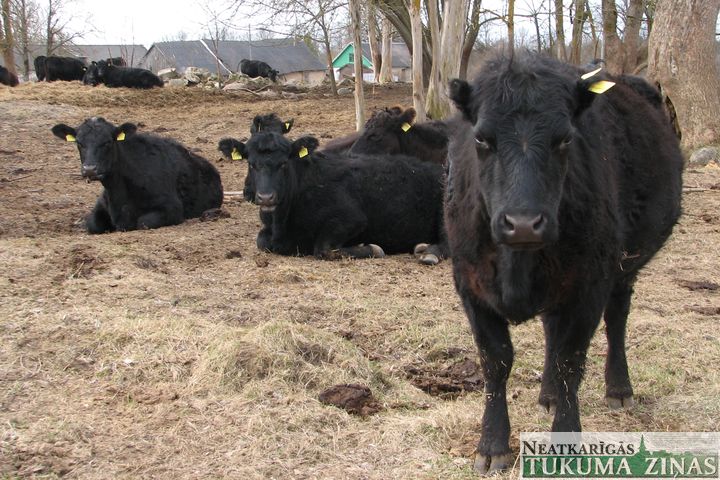 Savvaļas lopi Matkulē rada problēmas kaimiņiem