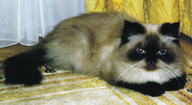 Pazudis kaķis Jauntukumā!