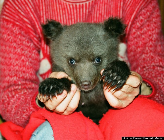 Labdarības akcija lācenes Ilzītes voljēra atjaunošanai