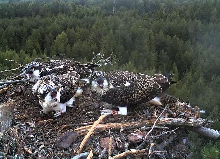 Zivjērgļu mazuļi jau atstājuši ligzdu Skrundā