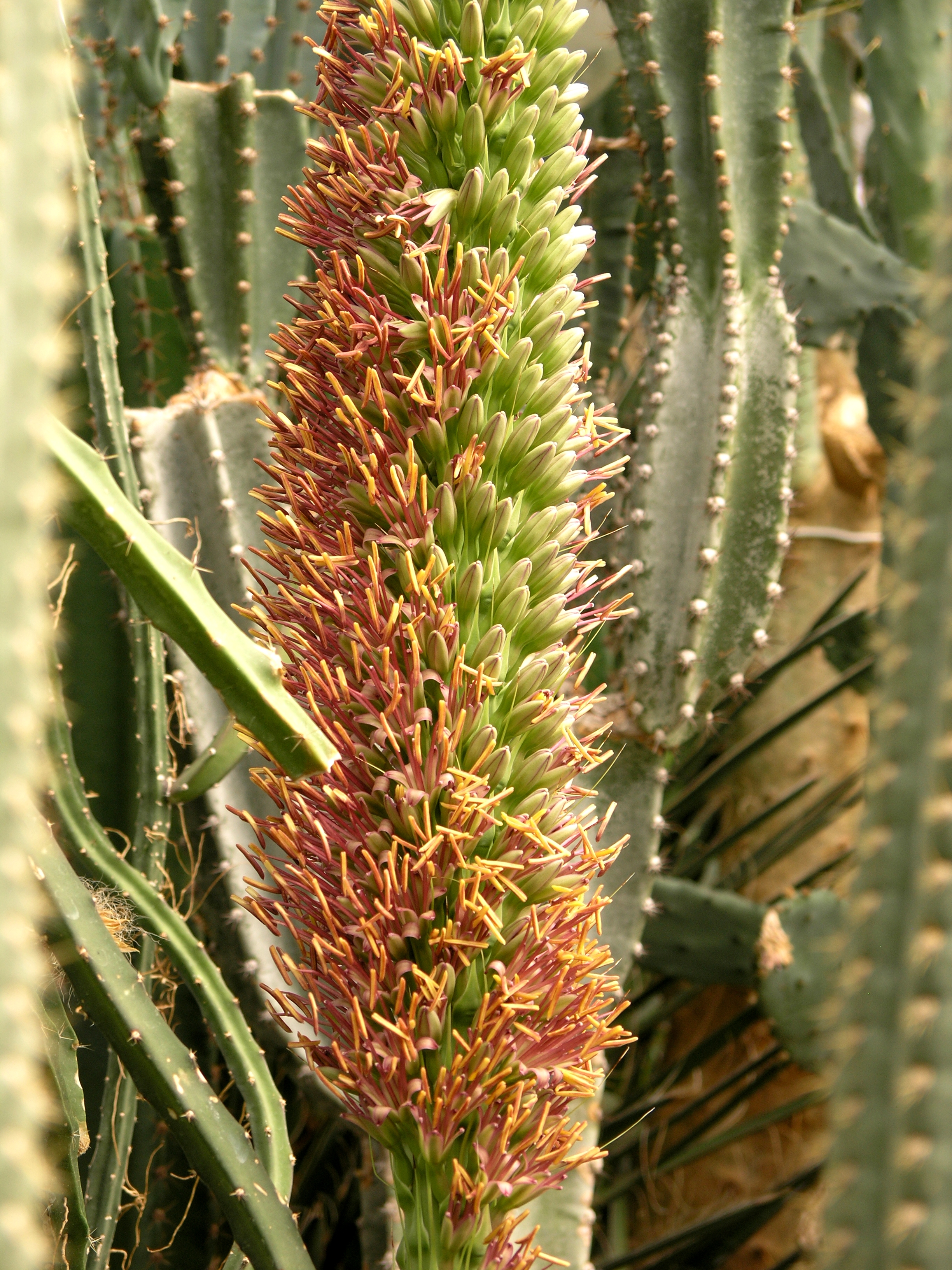 Salaspilī pirmoreiz zied četrdesmitgadīga diegveida agave