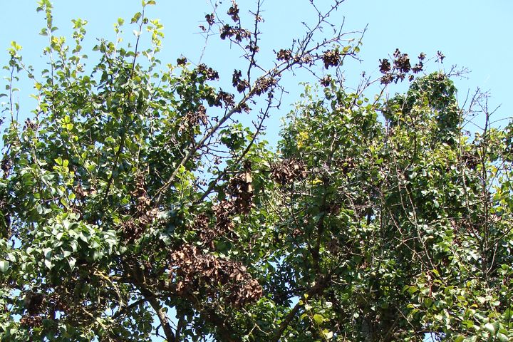 Bakteriālā iedega konstatēta Slampē