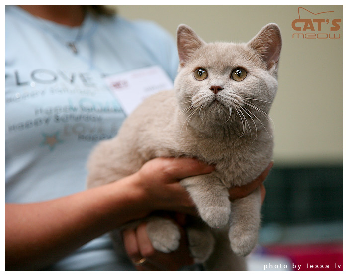 Jūrmalā notiks starptautiskā izstāde «Kaķu vilnis 2013»