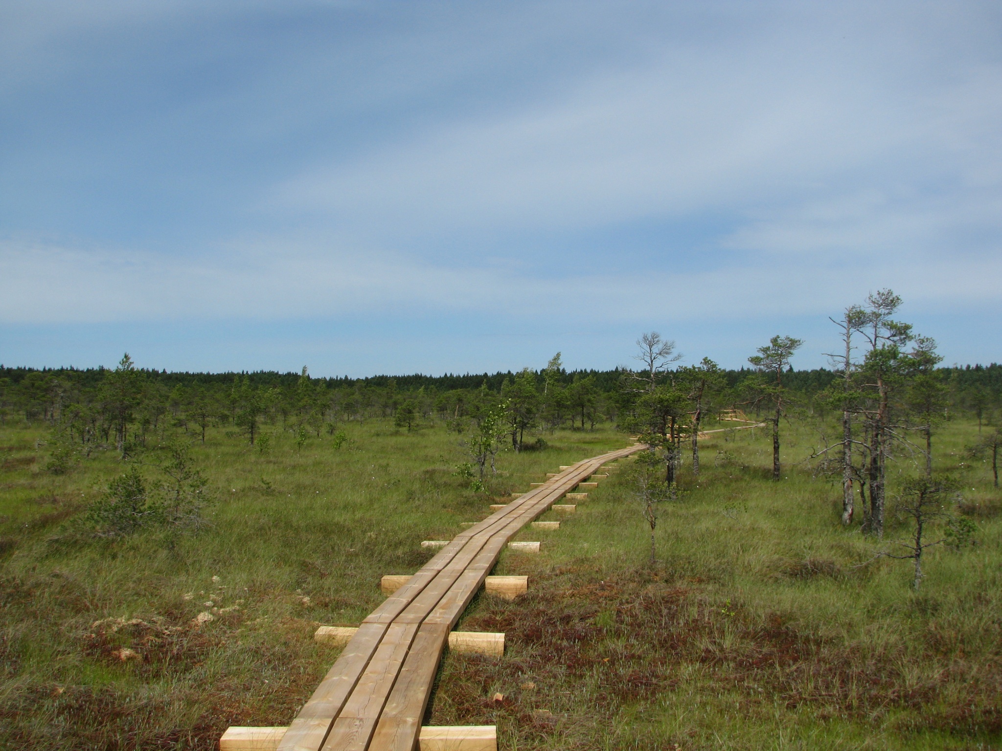 Lielo tīreļa laipu brīvdienās varēs iziet gida pavadībā