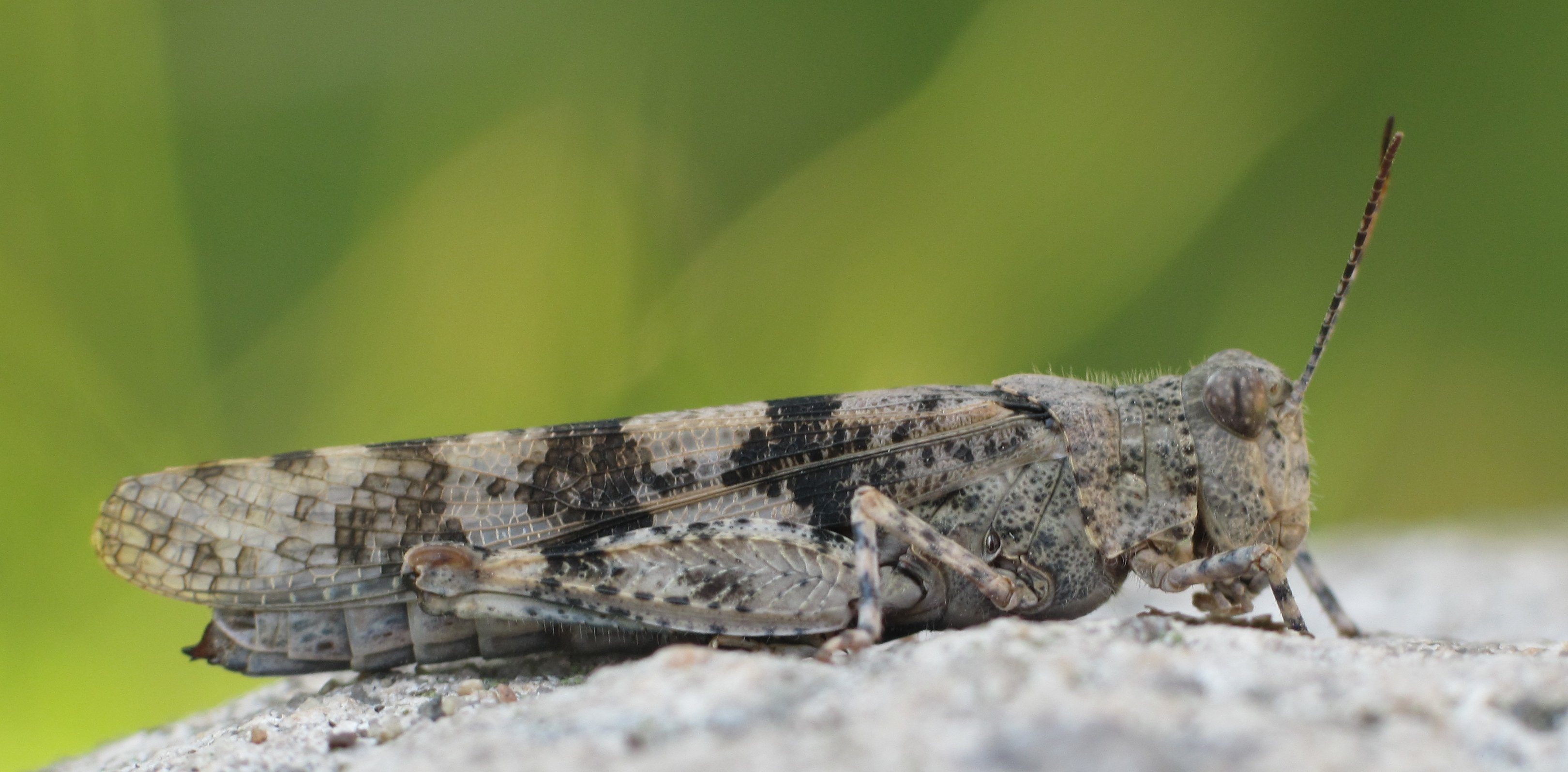 Gada kukainis – raibspārnu smiltājsisenis