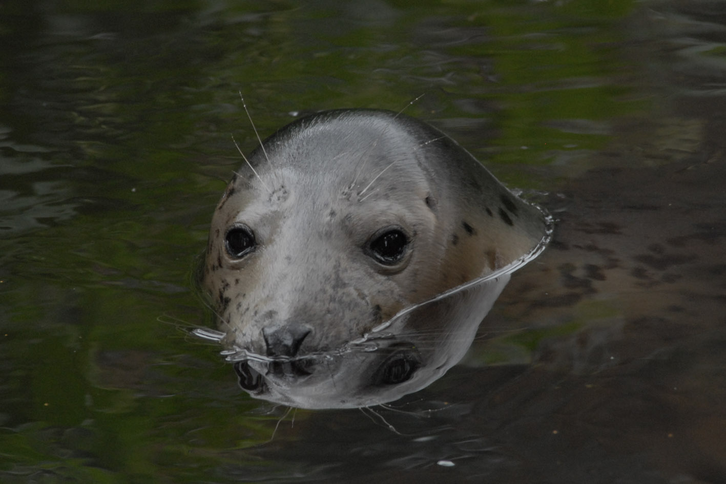 Ronis Villijs atgriežas jūrā