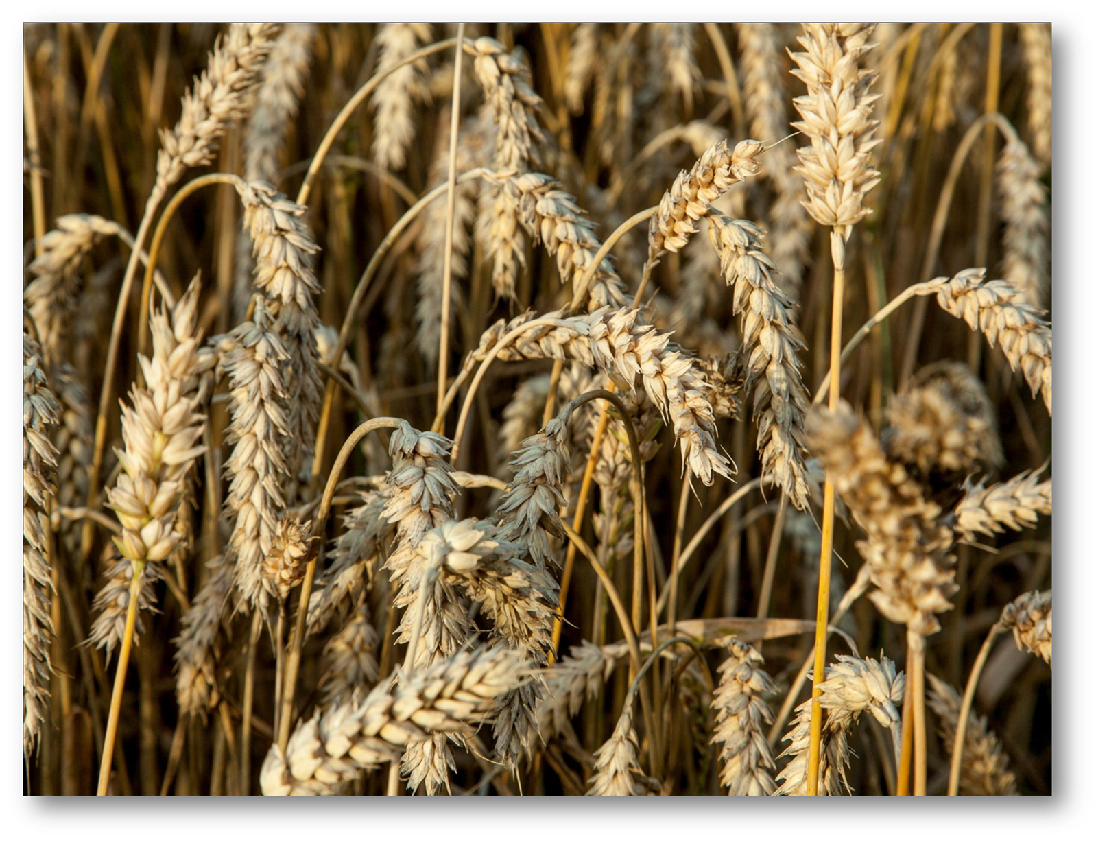 Lopbarības graudu cenas šogad zemākas; kvalitāte – laba