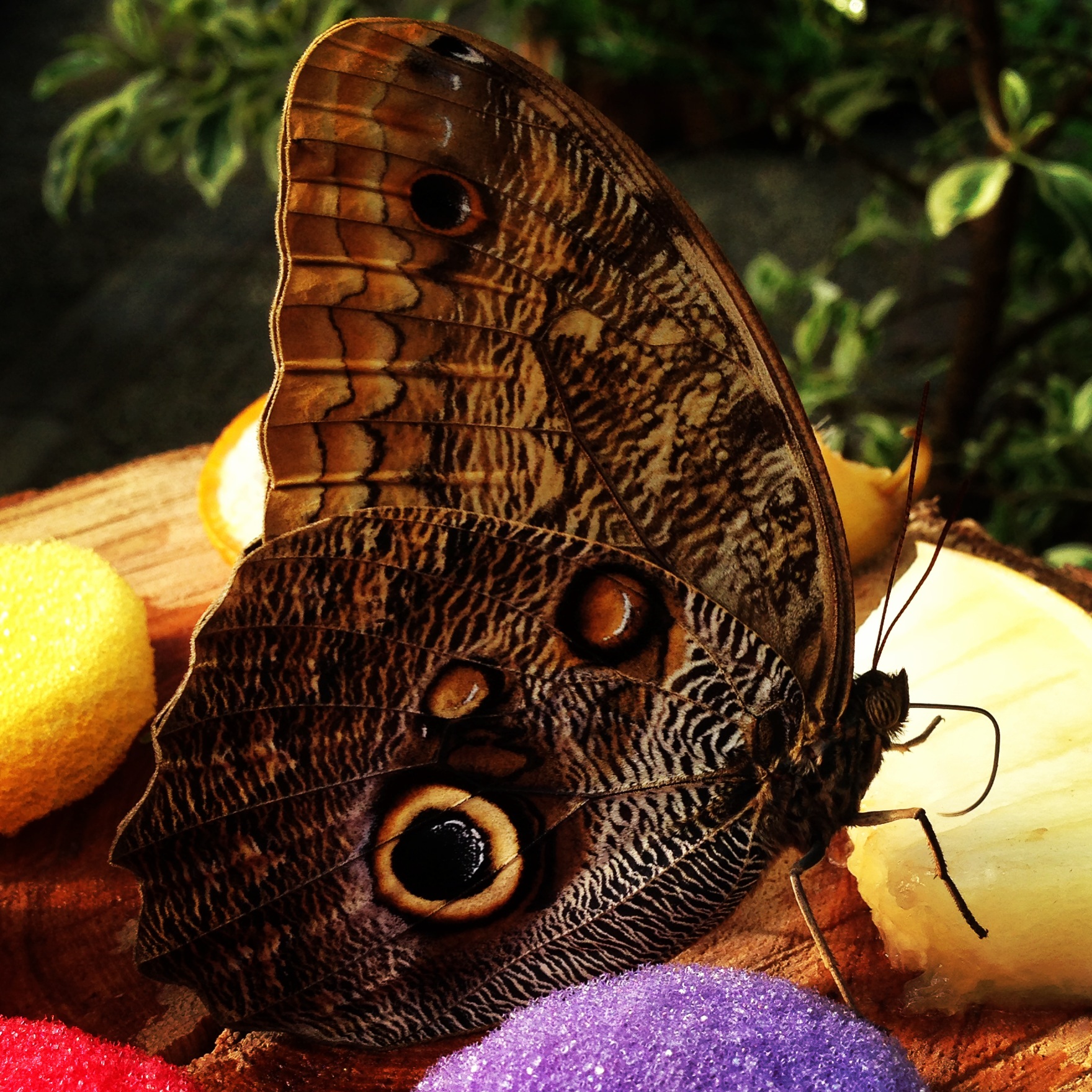 LU Botāniskajā dārzā var apskatīt jaunos tauriņus