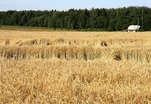 Brīvdienās dzēsti labības lauki, meklēti nomaldījušies cilvēki…