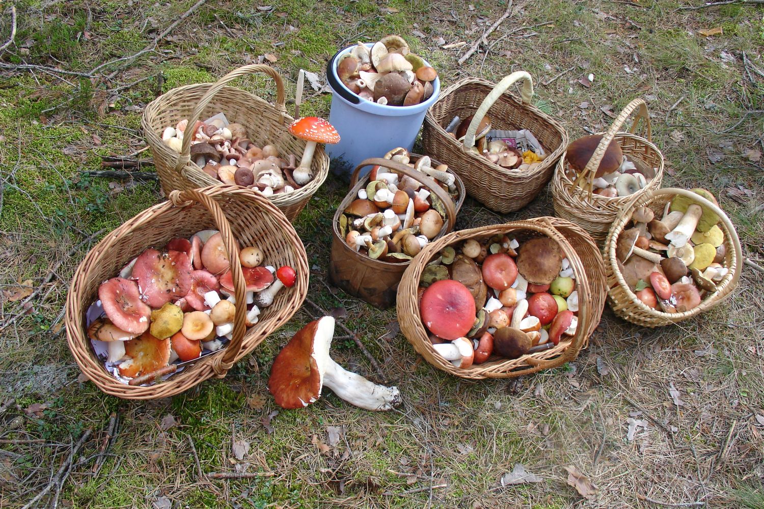 Dabas muzejā atklās izstādi «Sēņu dienas»