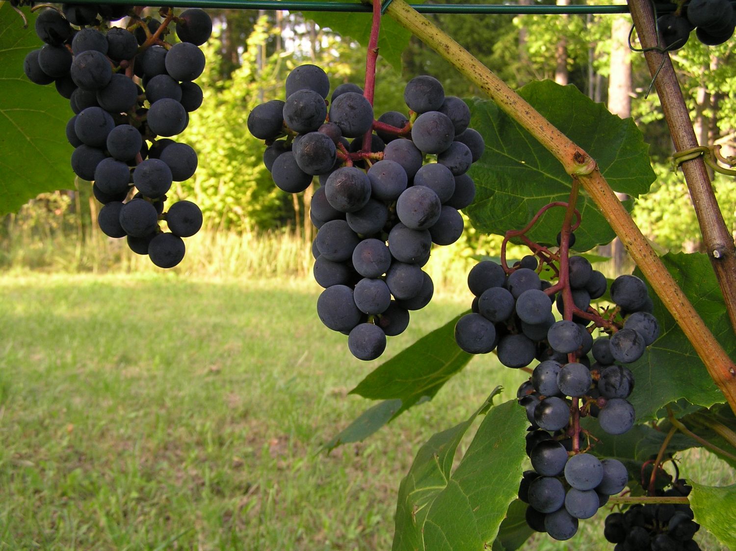 Dabas muzejā atklās izstādi «Latvijas vīnogas un vīndarība»