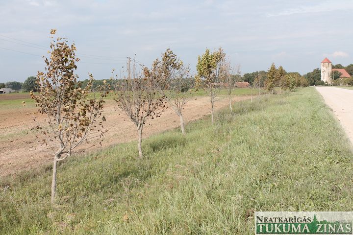 Kas noticis ar liepām Lestenē?