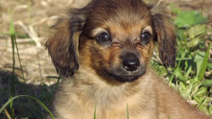 Tukuma Dzīvnieku patversme septembrī