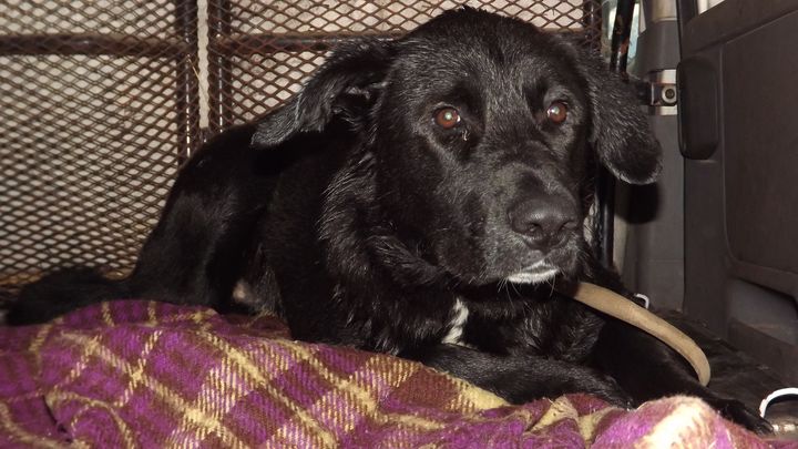 Pamestā benzīntankā izglābj akā slīkstošu suni