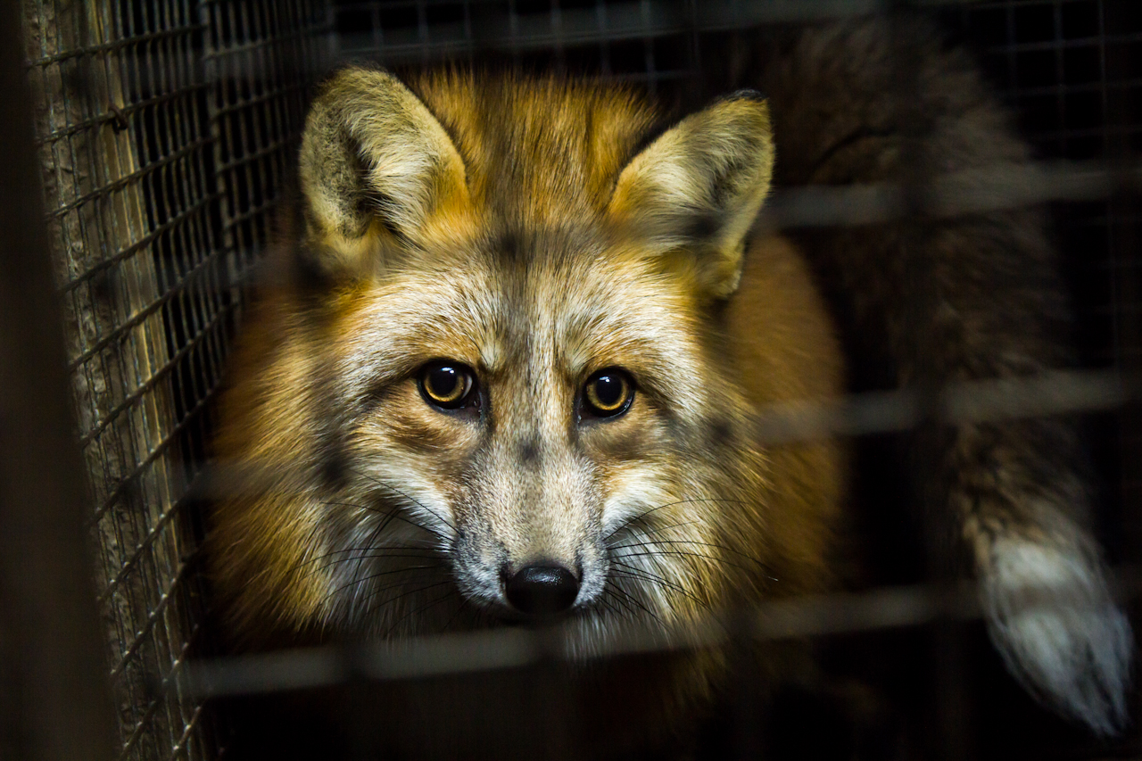 Savākti nepieciešamie paraksti likumprojektam par kažokzvēru audzēšanas aizliegumu