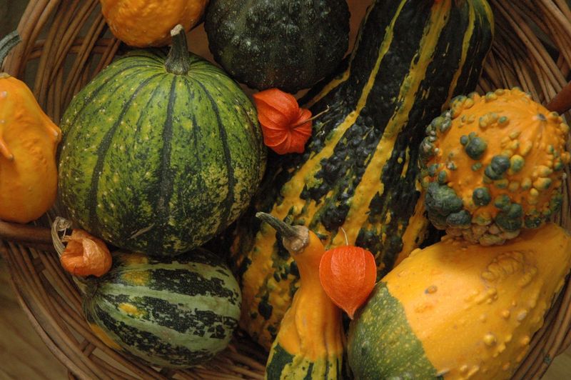 Dabas muzejā atklās ķirbju izstādi