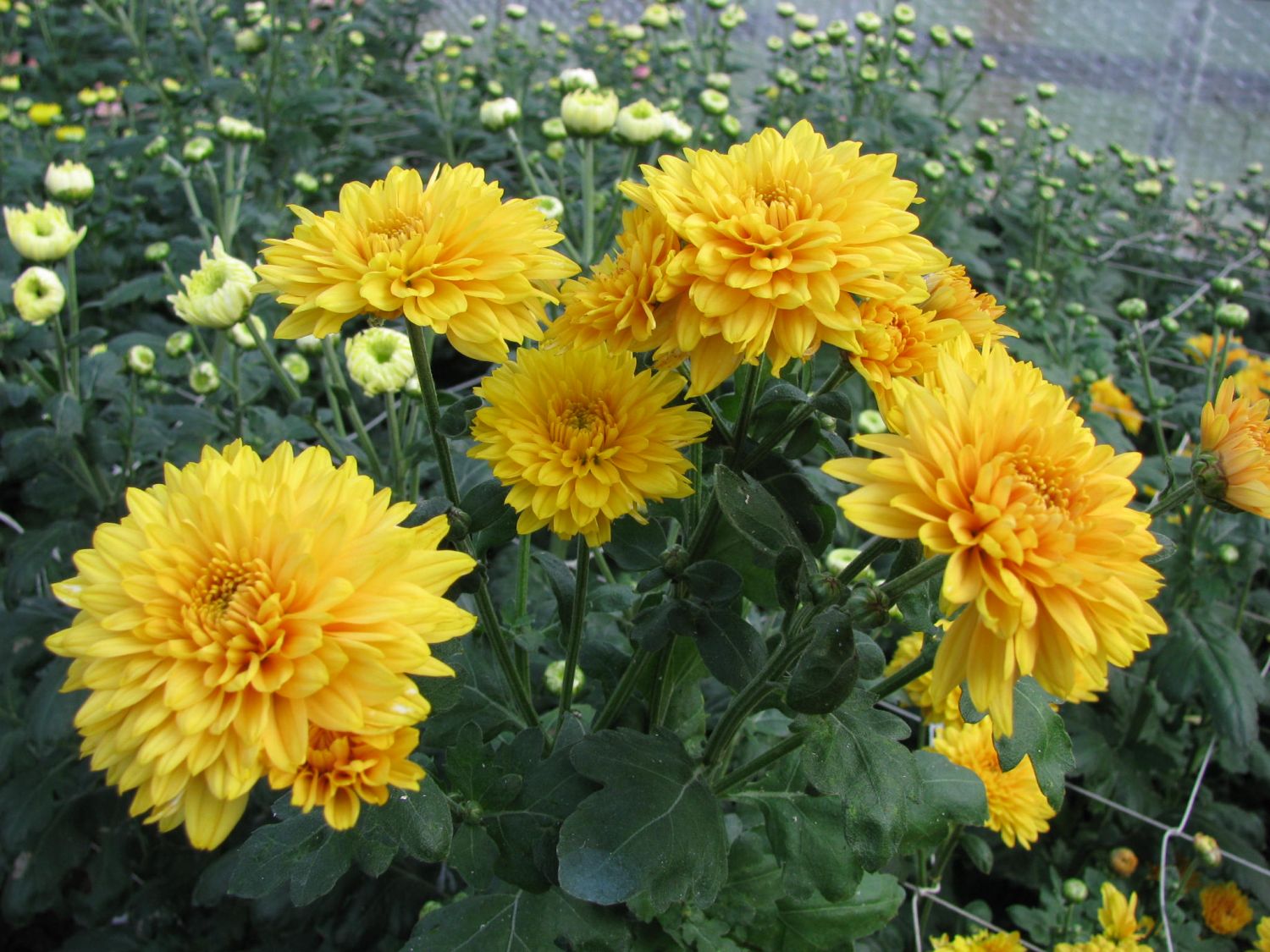 Dabas muzejā būs izstāde «Zelta zieds – krizantēma»