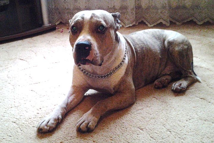 Skolotāja, 3 bērnu māte, mežā atstāj piesietu suni, jo mašīnā trūcis vietas… sēnēm