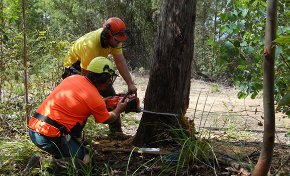 Smārdē krītošs koks traumē mežstrādnieku