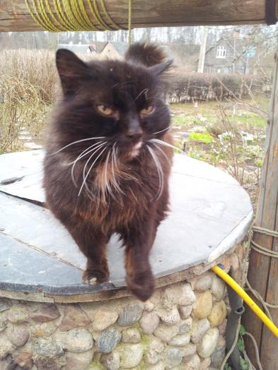 Tukumā, Talsu ielas rajonā, pazudis kaķis