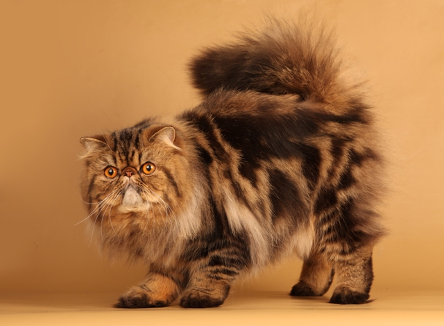 Suņi, kaķi, seski un citi astaiņi izstādē «Zooekspo 2013»