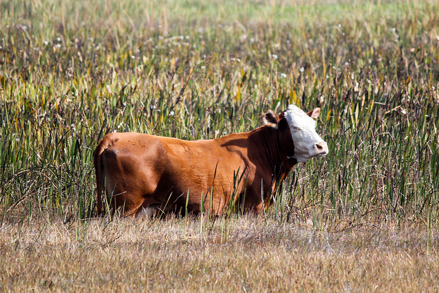 Izglābtas divas purvā iestigušas govis
