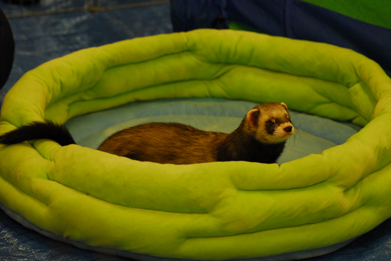 Pirmo reizi Latvijā notiks starptautiska sesku izstāde