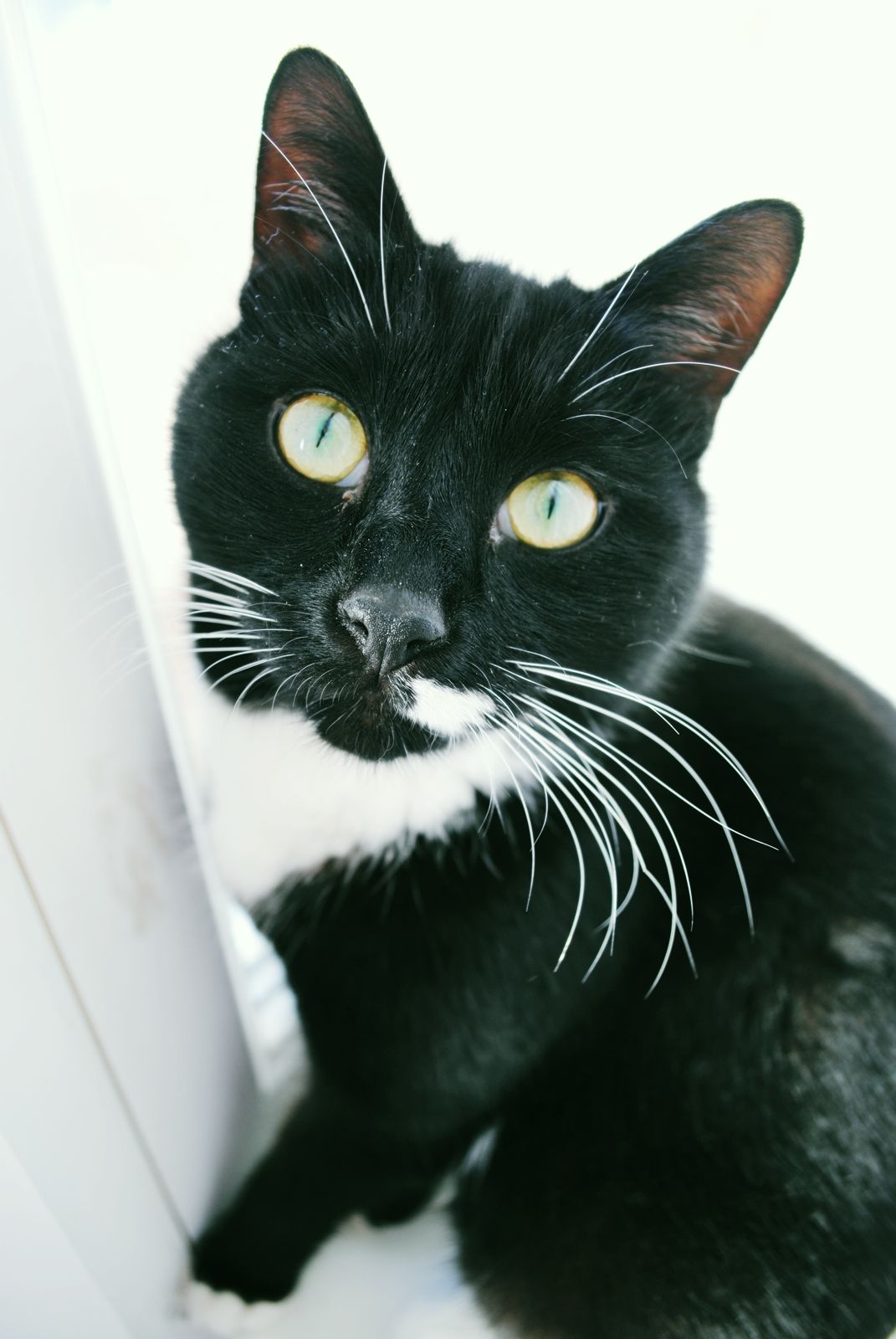 Tukumā pazudis runčuks!