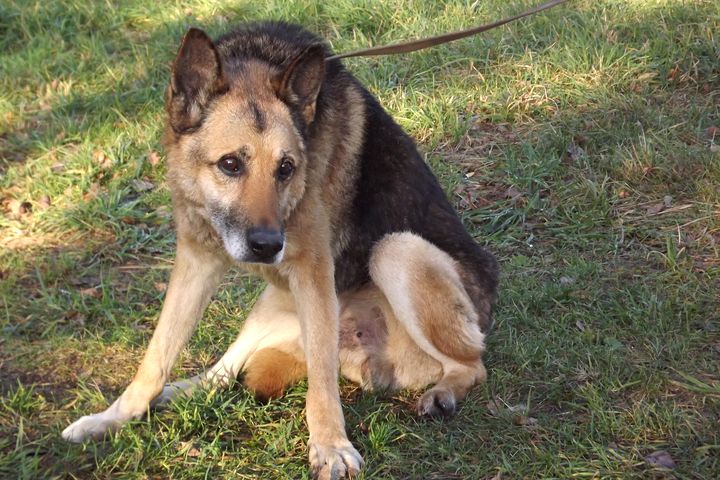 Tukumā vecs suns nespēj aiziet uz mājām