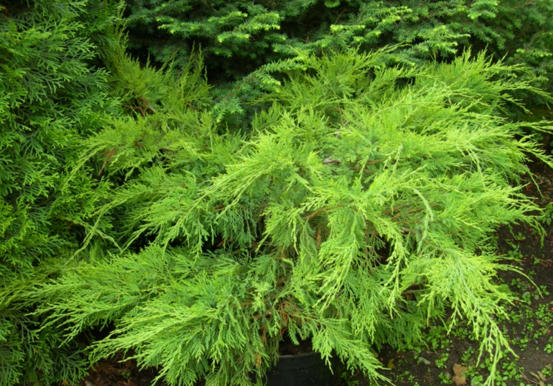 Kadiķis – skaists visos gadalaikos, arī ziemā