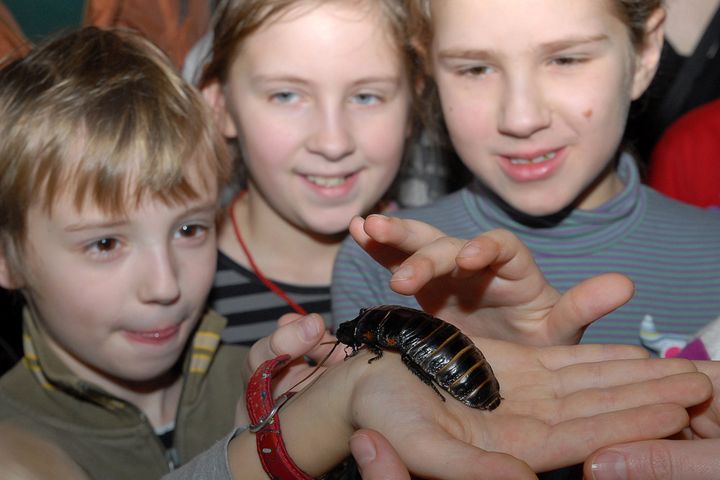 Tropu mēnesis Rīgas ZOO veltīts kukaiņiem un klimata pārmaiņām