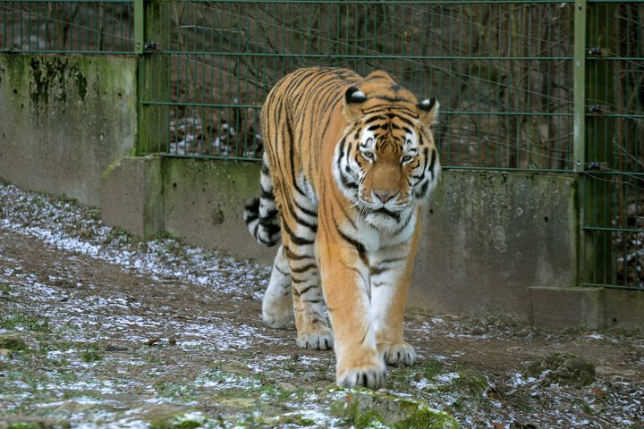 Rīgas zoodārzā tīģeriene Katrīna tikusi pie jauna tēviņa – Pana Janeka