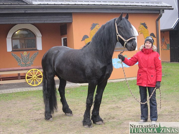 Kā zirga gads iesācies Džūkstes zirgaudzētavā «Skudru staļļi»