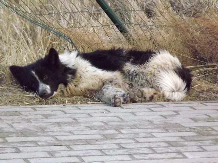 Kur tu esi, saimniek?