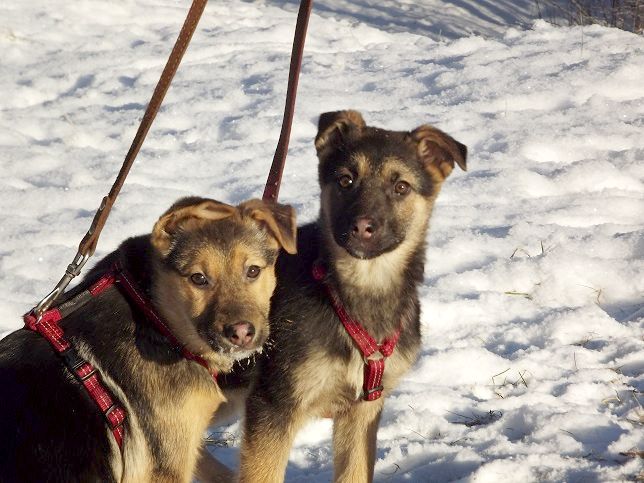 Februāris Tukuma dzīvnieku patversmē