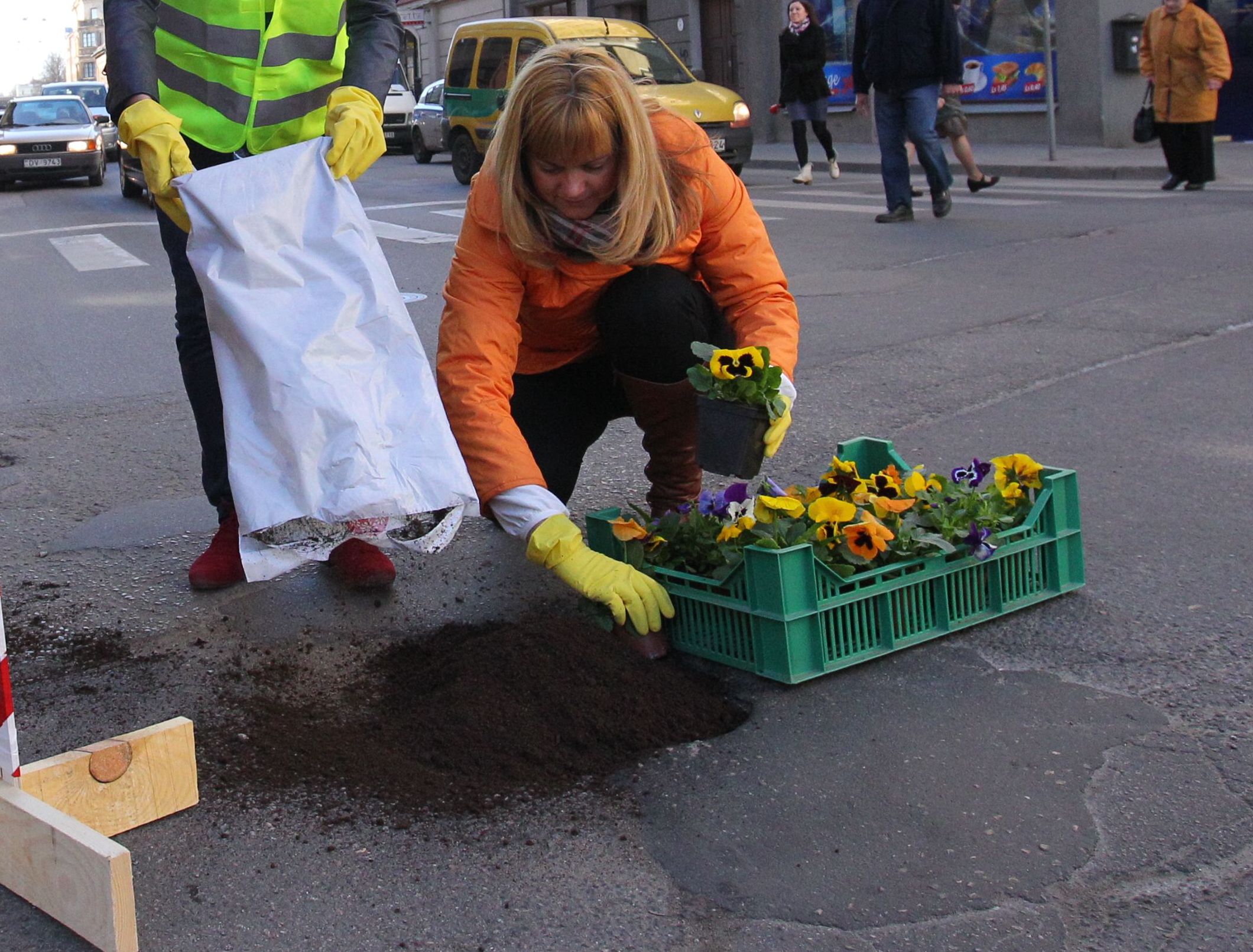 Arī šogad Tukuma ielu bedrēs uzziedēs atraitnītes