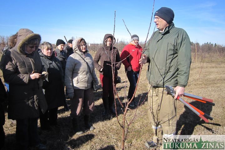 Marts – kad jāveido augļu koku vainagus