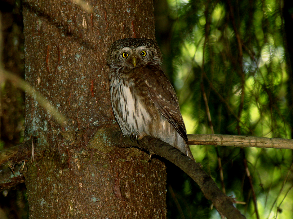Ķemeru nacionālajā parkā notiks pūču klausīšanās ekskursijas