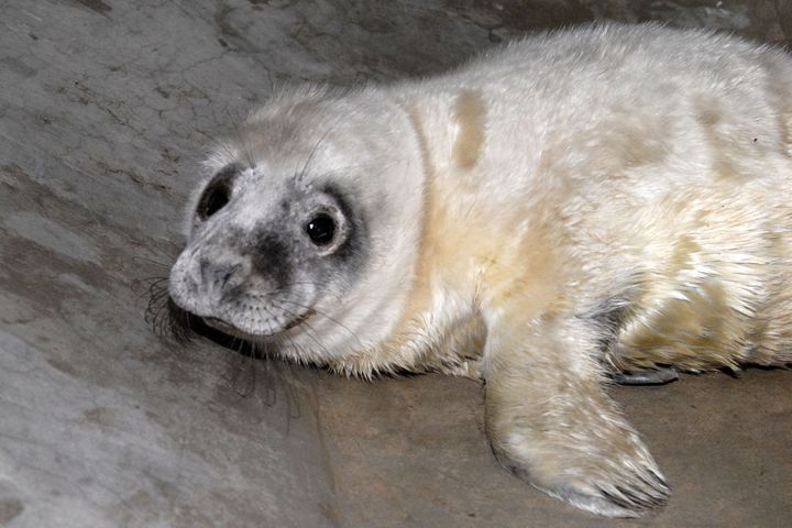 Šogad piekrastē izskalots pirmais ronēns