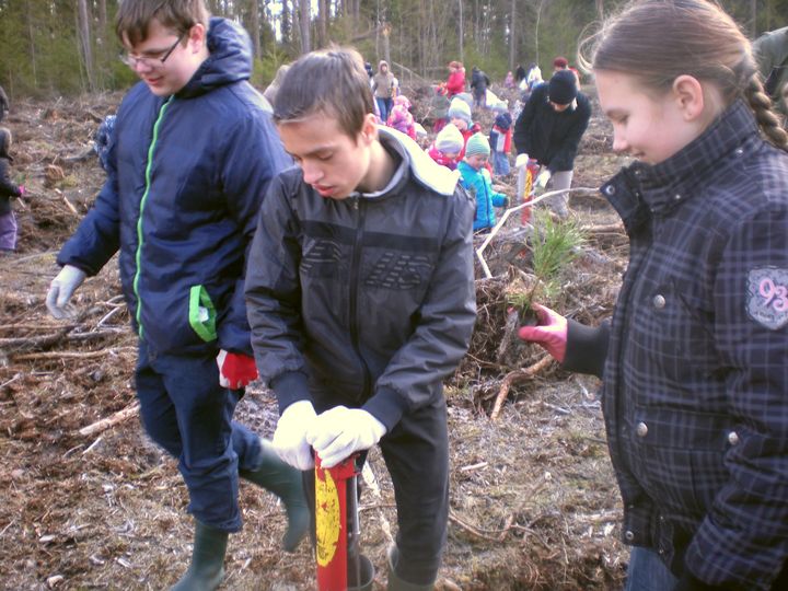 Zemītes, Irlavas un Pūres bērni stāda priedītes