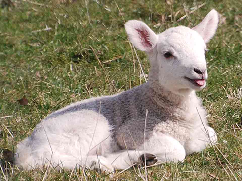 Irlavā no ganībām pazūd jēri; Tumē sieviete mēģina izdarīt pašnāvību; Vānē izzāģē liepu aleju