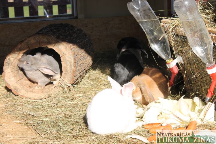 Trušu saime Puķu mājiņā gaida Lieldienas