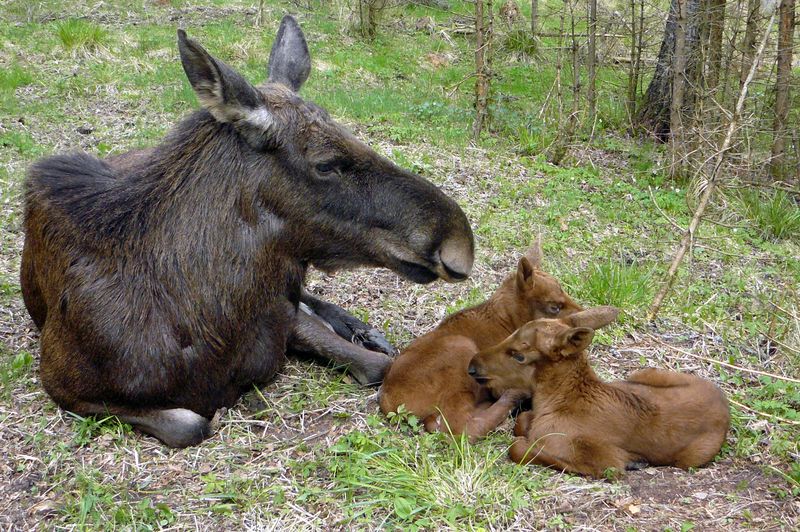Līgatnes dabas takās piedzimuši četri alnēni