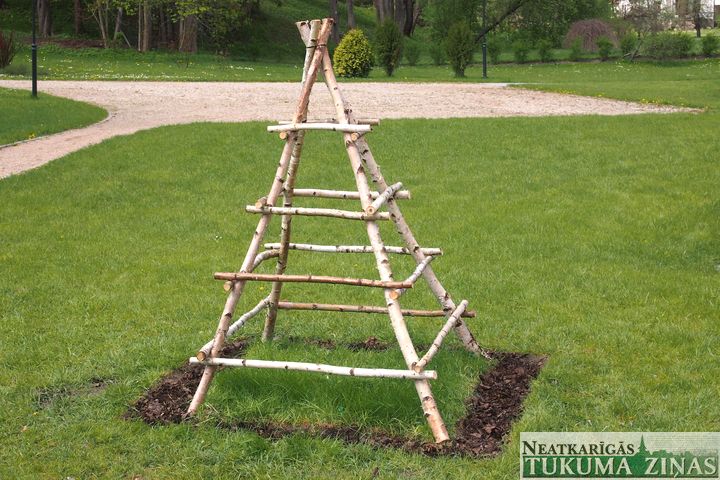 Kandavā notikusi pupu stādīšanas talka