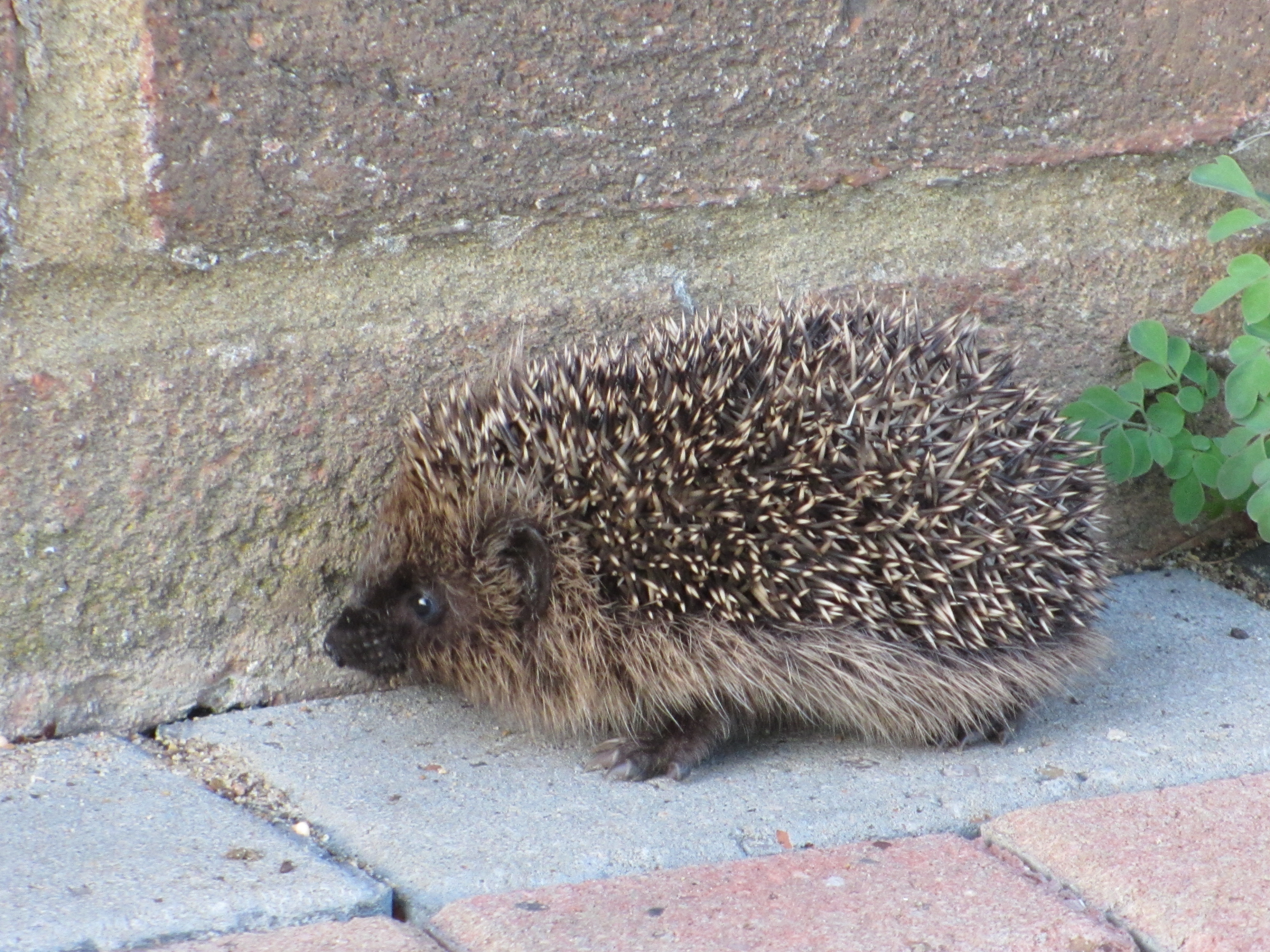 Plieņciemā stārķim ap kāju aptinas aukla; Tukumā izglābts notekcaurulē iekritis ezis