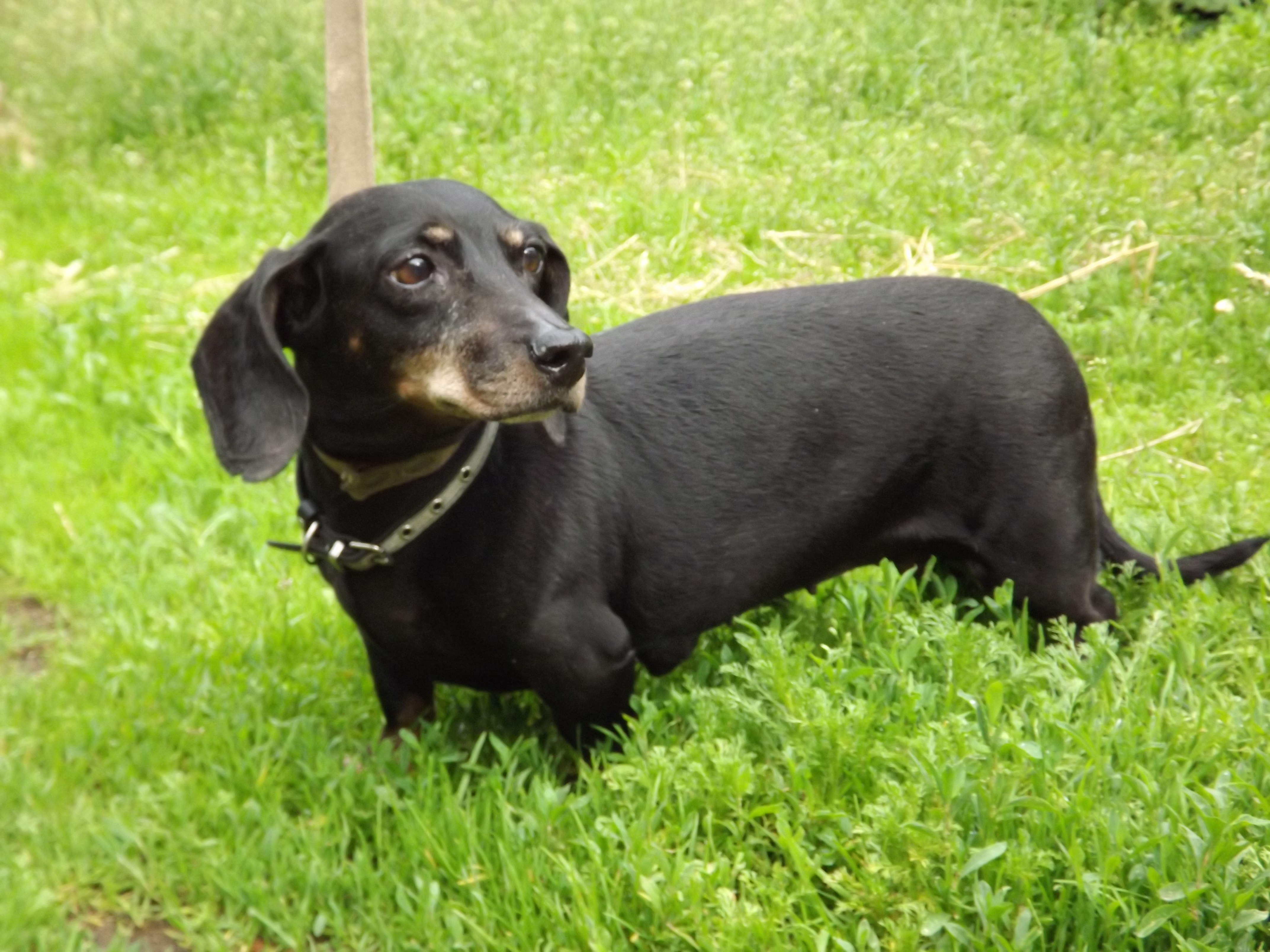 Atrasts taksītis Jauntukumā