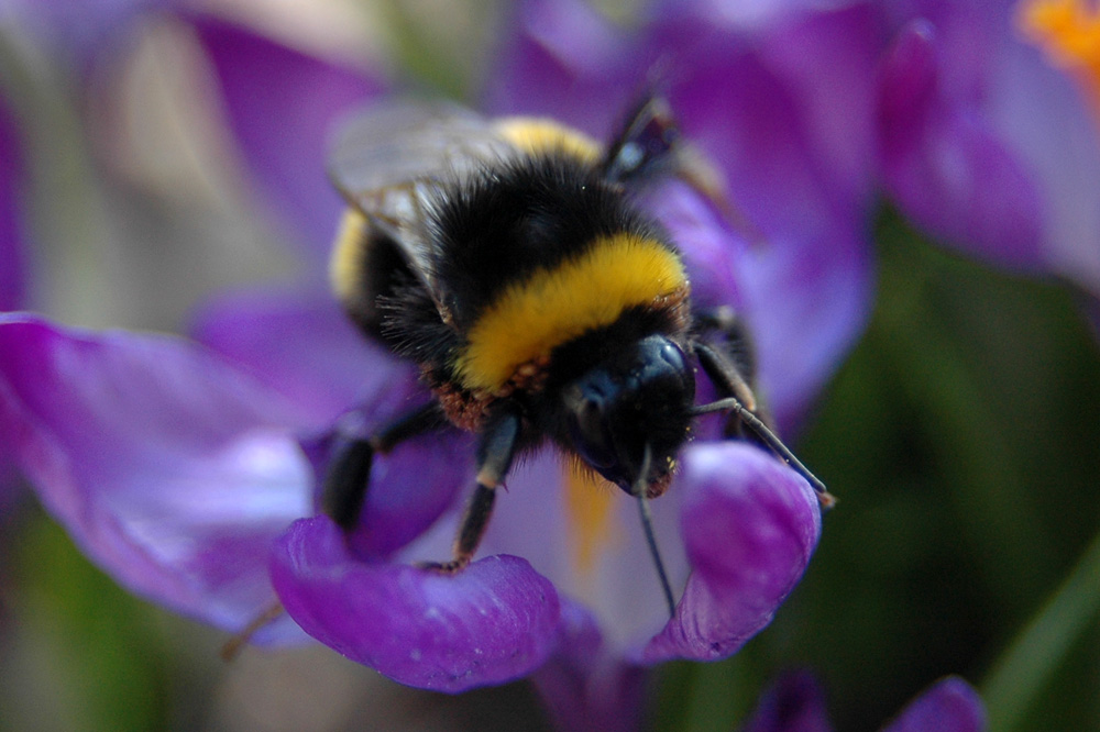 Rīgas zooloģiskajā dārzā «Kameņu dienas 2014»