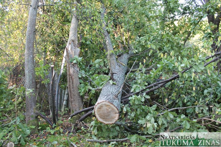 Durbes pils parkā nelikumīgi nozāģēts ozols /FOTO/